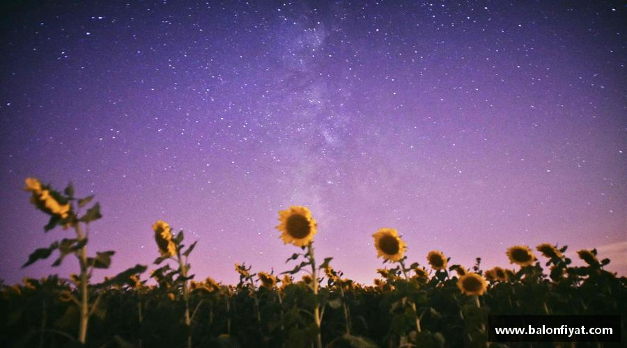 用汗水浇灌梦想的花朵！